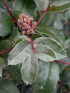 Oregon grape Some flower buds for the first day of Spring. Bulgaria,Geotagged,Mahonia aquifolium