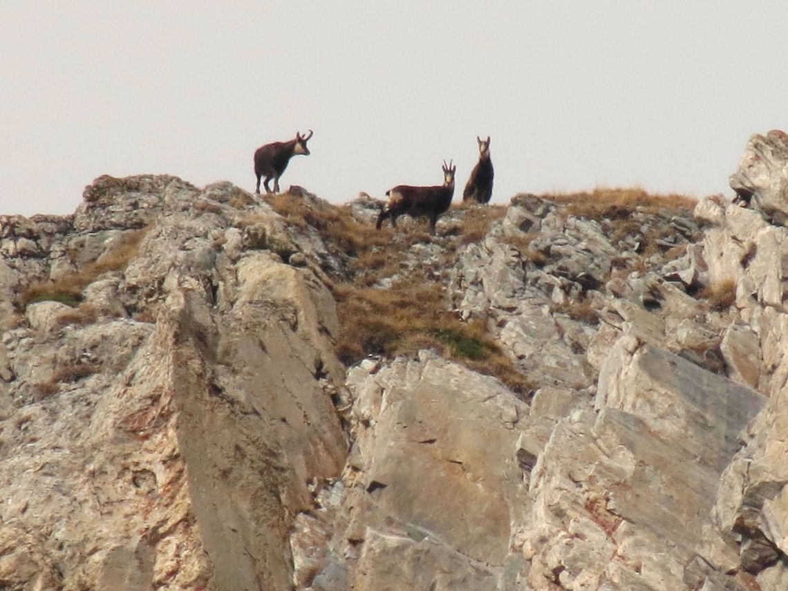 Balkan chamois 3 Balkan chamois (Rupicapra rupicapra ssp. balcanica) - on top of the hill. Bulgaria,Chamois,Geotagged,Rupicapra rupicapra,Rupicapra rupicapra balcanica