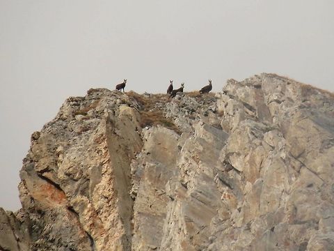Balkan chamois 4 Balkan chamois (Rupicapra rupicapra ssp. balcanica) - cheking the view from the top of the hill. Bulgaria,Chamois,Geotagged,Rupicapra rupicapra,Rupicapra rupicapra balcanica