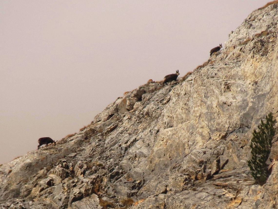 Balkan chamois 2 Balkan chamois (Rupicapra rupicapra ssp. balcanica) - climbing the hill. Bulgaria,Chamois,Geotagged,Rupicapra rupicapra,Rupicapra rupicapra balcanica