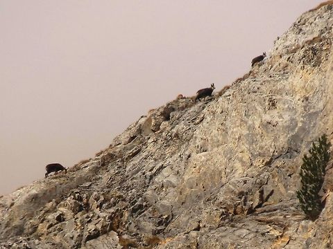 Balkan chamois 2 Balkan chamois (Rupicapra rupicapra ssp. balcanica) - climbing the hill. Bulgaria,Chamois,Geotagged,Rupicapra rupicapra,Rupicapra rupicapra balcanica