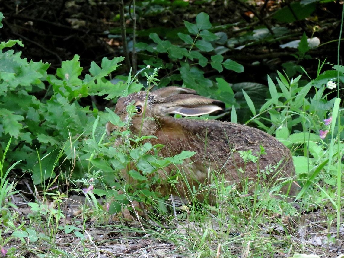Where's the Easter Bunny? Happy Easter! Bulgaria,European hare,Geotagged,Lepus europaeus