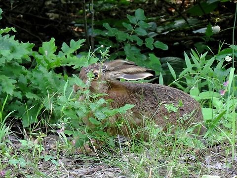 Where's the Easter Bunny? Happy Easter! Bulgaria,European hare,Geotagged,Lepus europaeus