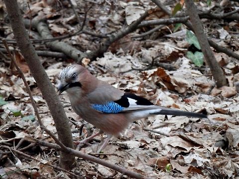 Eurasian Jay  Bulgaria,Eurasian Jay,Garrulus glandarius,Geotagged