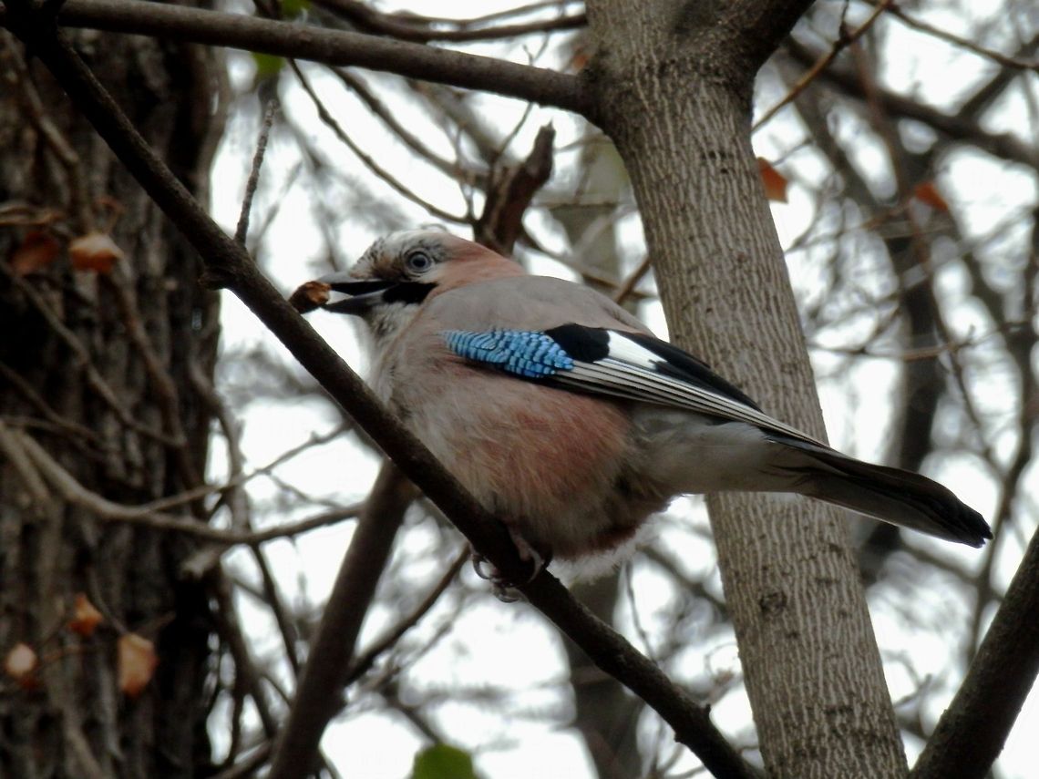Eurasian Jay  Bulgaria,Eurasian Jay,Garrulus glandarius,Geotagged