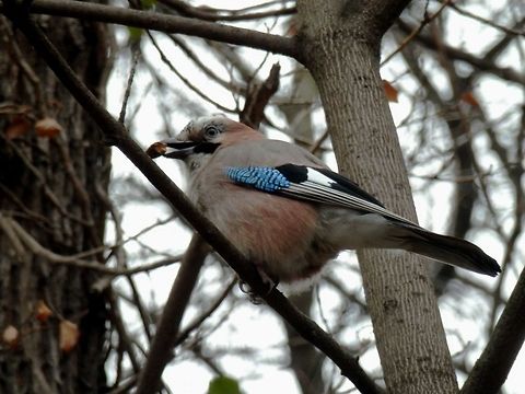 Eurasian Jay  Bulgaria,Eurasian Jay,Garrulus glandarius,Geotagged