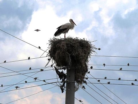 Stork & co A company of sparrows around the stork's nest. Bulgaria,Ciconia ciconia,Geotagged,White Stork