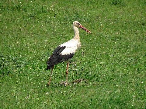 White stork  Bulgaria,Ciconia ciconia,Geotagged,White Stork
