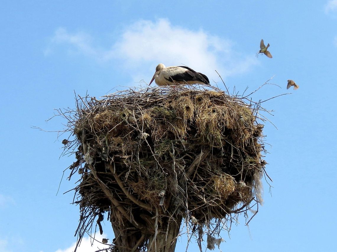 White stork and co Sparrows building around the stork nest. Bulgaria,Ciconia ciconia,Geotagged,White Stork