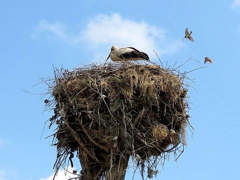 White stork and co Sparrows building around the stork nest. Bulgaria,Ciconia ciconia,Geotagged,White Stork