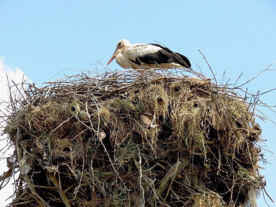 White stork and co How many birds and nests do you see? Bulgaria,Ciconia ciconia,Geotagged,White Stork