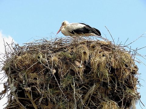 White stork and co How many birds and nests do you see? Bulgaria,Ciconia ciconia,Geotagged,White Stork