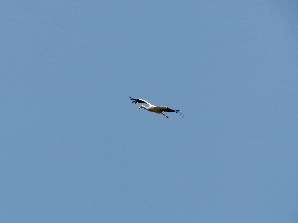 White stork in flight  Bulgaria,Ciconia ciconia,Geotagged,White Stork