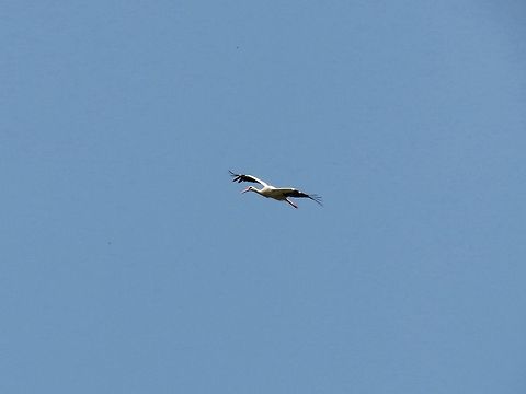 White stork in flight  Bulgaria,Ciconia ciconia,Geotagged,White Stork