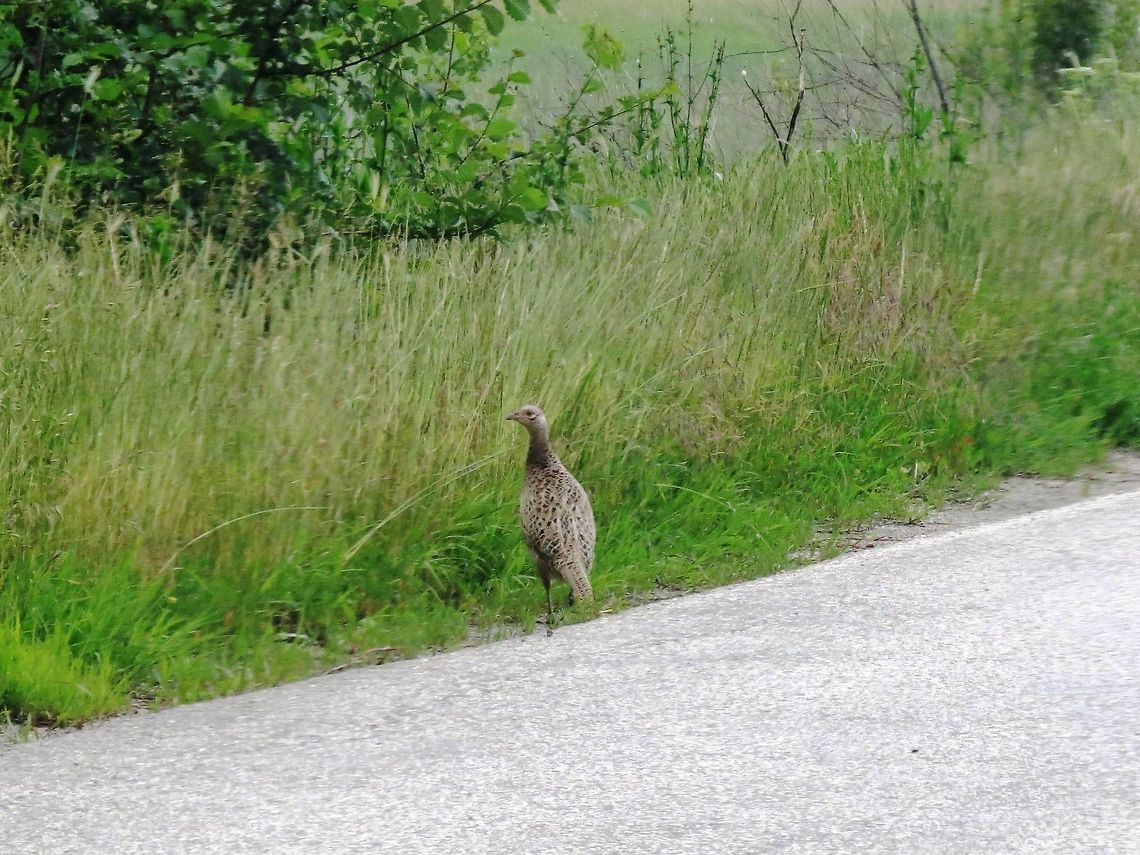 Female Pheasant on the road  Bulgaria,Common Pheasant,Geotagged,Phasianus colchicus