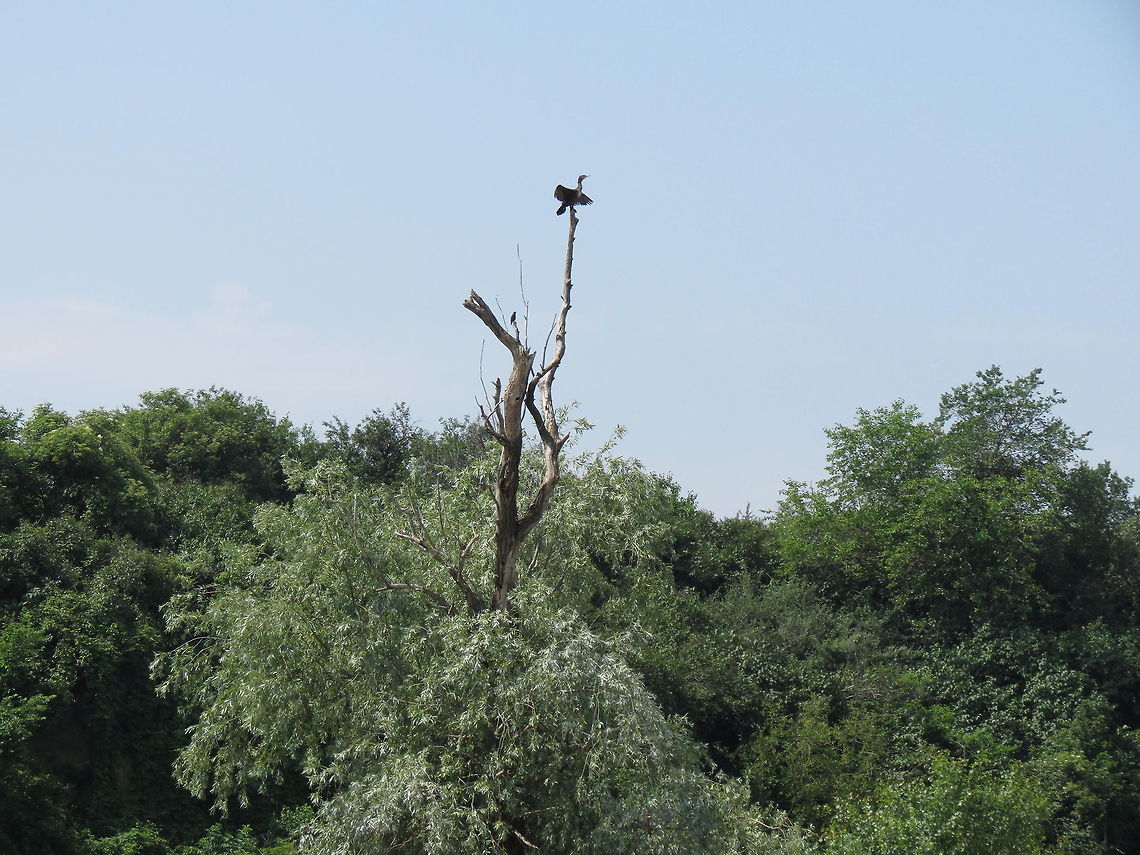 Great Cormorant with wings spread  Bulgaria,Geotagged,Great Cormorant,Phalacrocorax carbo