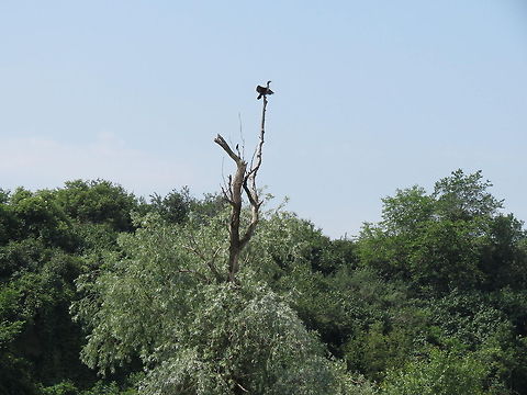 Great Cormorant with wings spread  Bulgaria,Geotagged,Great Cormorant,Phalacrocorax carbo