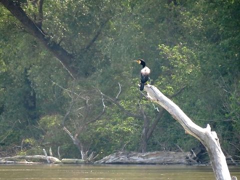 Great Cormorant at Vardim Island  Bulgaria,Geotagged,Great Cormorant,Phalacrocorax carbo