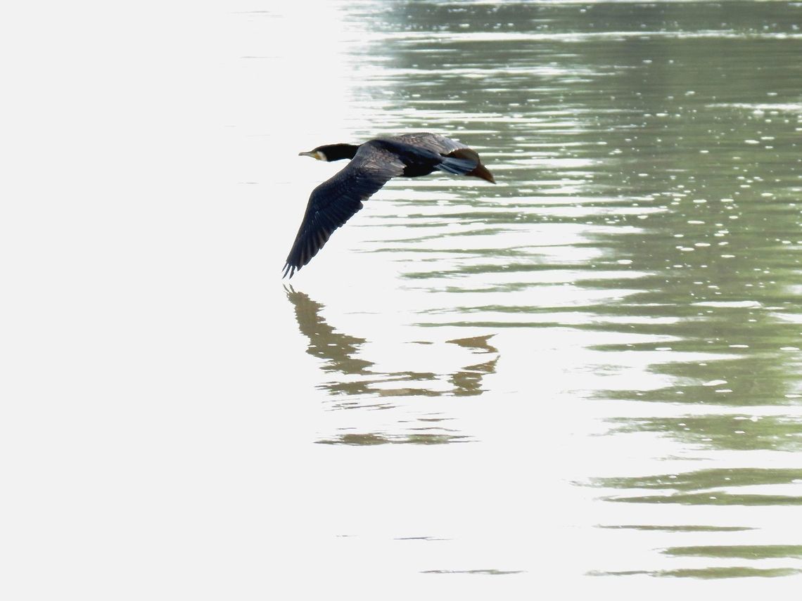Great Cormorant flying over the Danube River  Bulgaria,Geotagged,Great Cormorant,Phalacrocorax carbo