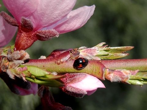 Pine ladybird The latest name is Brumus quadripustulatus. Bulgaria,Exochomus quadripustulatus,Geotagged