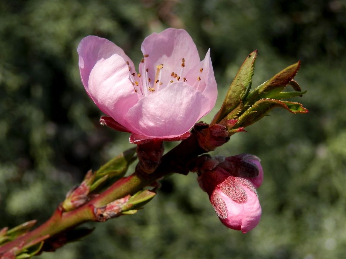 Peach blossom  Bulgaria,Geotagged,Peach,Prunus persica