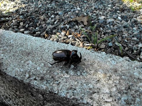 European rhinoceros beetle  Bulgaria,European rhinoceros beetle,Geotagged,Oryctes nasicornis