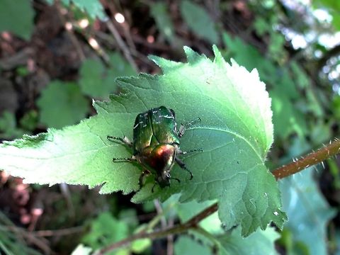 Rose chafer  Bulgaria,Cetonia aurata,Geotagged