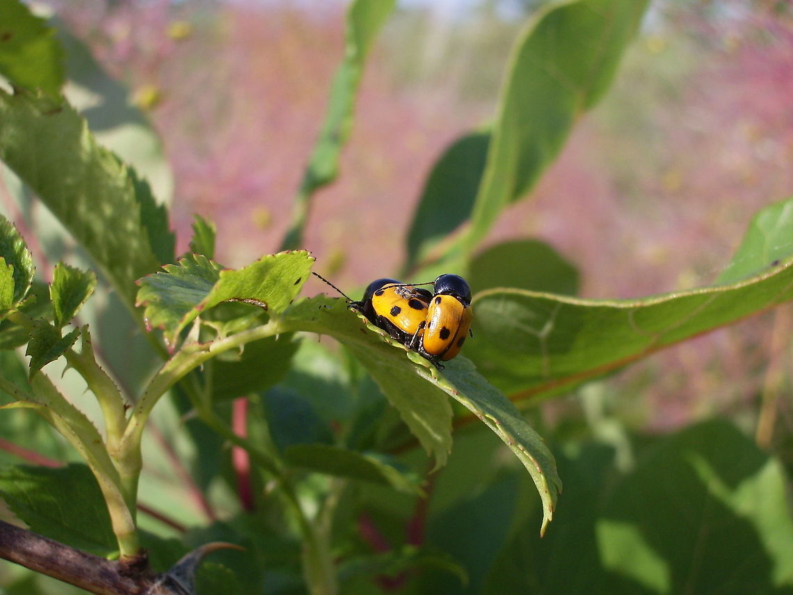 Cryptocephalus imperialis  Bulgaria,Cryptocephalus imperialis,Geotagged