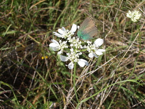 Green Hairstreak Butterfly  on White Lace Flower Green Hairstreak Butterfly (Callophrys rubi) on White Lace Flower (Orlaya grandiflora) Bulgaria,Callophrys rubi,Geotagged,Green Hairstreak,Orlaya grandiflora,White Lace,White lace flower