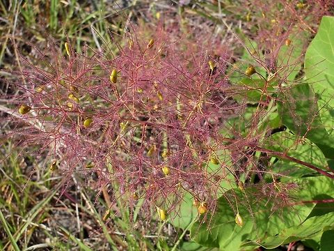 Smoke tree close-up  Bulgaria,Cotinus coggygria,Geotagged,smoke tree
