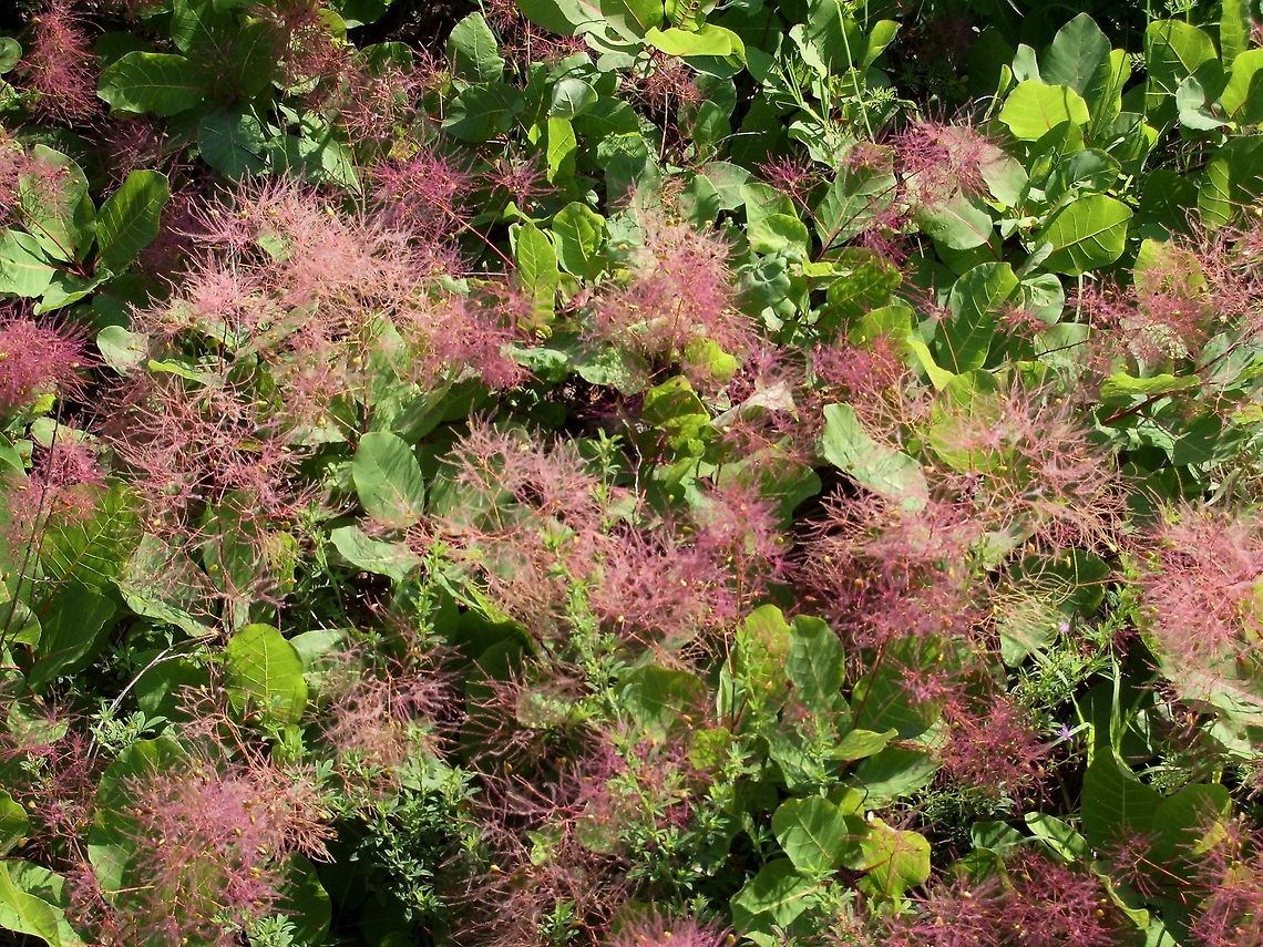 Smoke tree  Bulgaria,Cotinus coggygria,Geotagged,Smoke tree