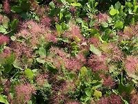 Smoke tree  Bulgaria,Cotinus coggygria,Geotagged,Smoke tree