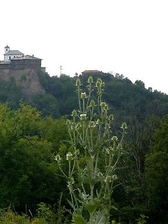 Cut-leaved Teasel  Bulgaria,Dipsacus laciniatus,Geotagged