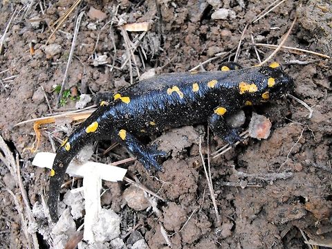 Fire Salamander  Bulgaria,Fire Salamander,Geotagged,Salamandra salamandra