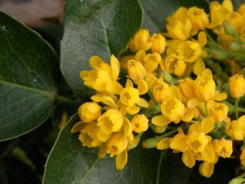 Oregon grape close-up  Bulgaria,Geotagged,Mahonia aquifolium