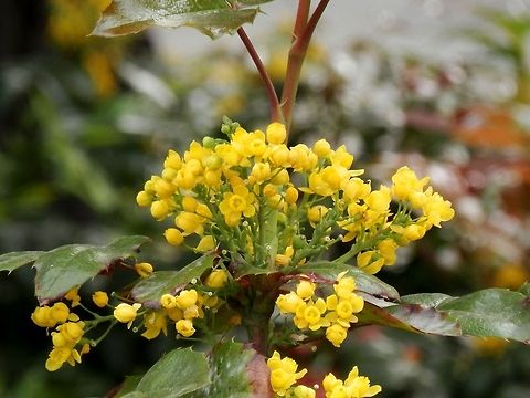Oregon grape  Bulgaria,Geotagged,Mahonia aquifolium
