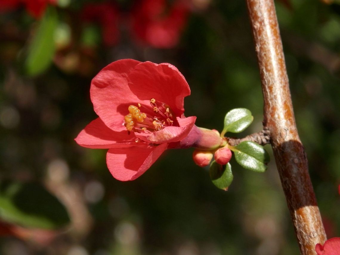 Japanese Quince  Bulgaria,Chaenomeles japonica,Geotagged
