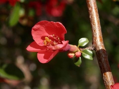 Japanese Quince  Bulgaria,Chaenomeles japonica,Geotagged