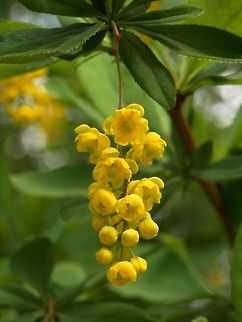 Barberry flowers  Berberis vulgaris,Bulgaria,Geotagged