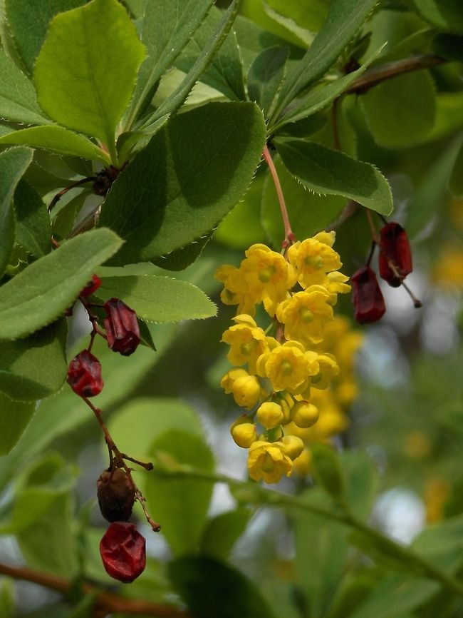 Barberry  Berberis vulgaris,Bulgaria,Geotagged