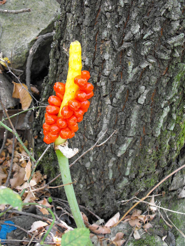 Aronstab (Arum orientale)  Arum orientale,Bulgaria,Geotagged