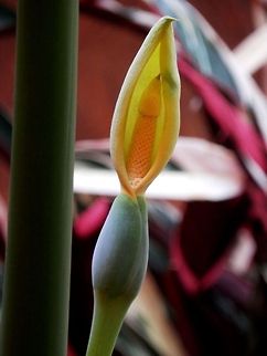 Giant Taro blossom  Alocasia macrorrhizos,Bulgaria,Geotagged