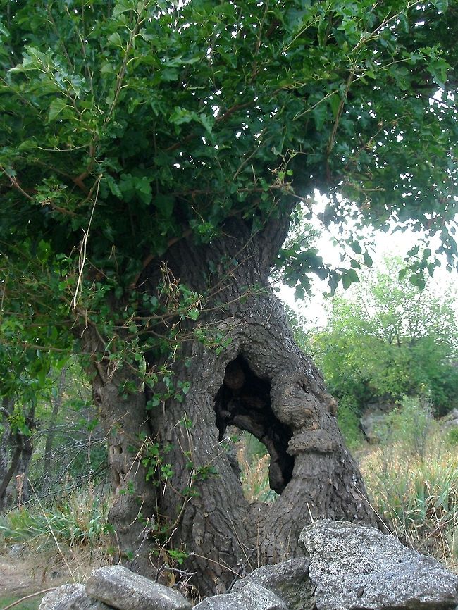 White mulberry  Bulgaria,Geotagged,Morus alba