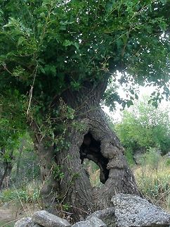 White mulberry  Bulgaria,Geotagged,Morus alba