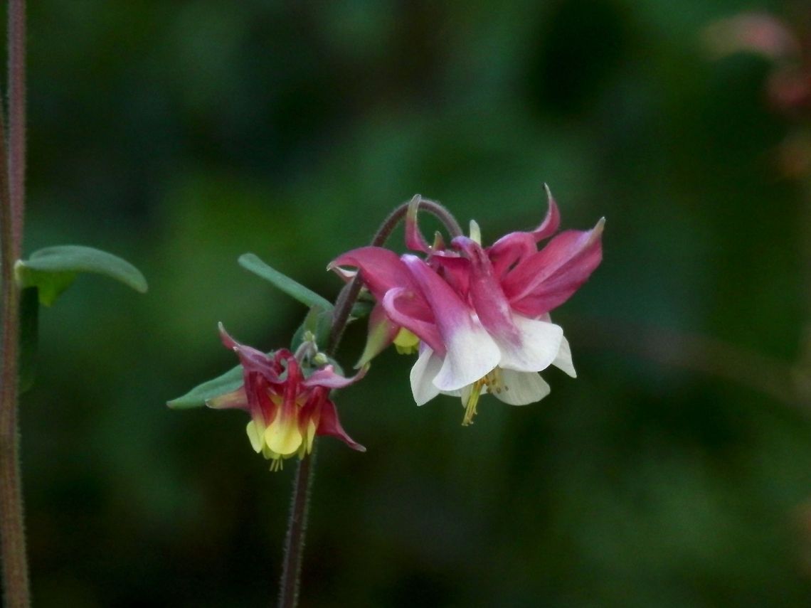 Columbine  Aquilegia vulgaris,Bulgaria,European Columbine,Geotagged