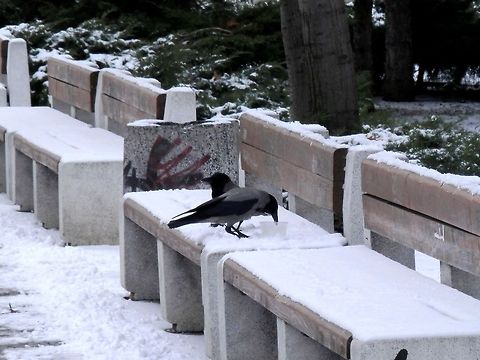 Hooded Crow surviving winter  Bulgaria,Corvus cornix,Geotagged,Hooded Crow
