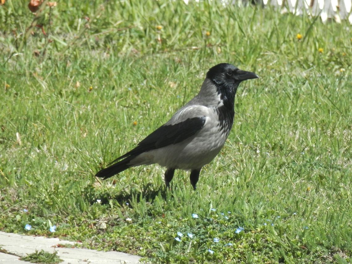 Hooded Crow enjoying spring  Bulgaria,Corvus cornix,Geotagged,Hooded Crow