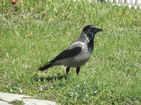 Hooded Crow enjoying spring  Bulgaria,Corvus cornix,Geotagged,Hooded Crow