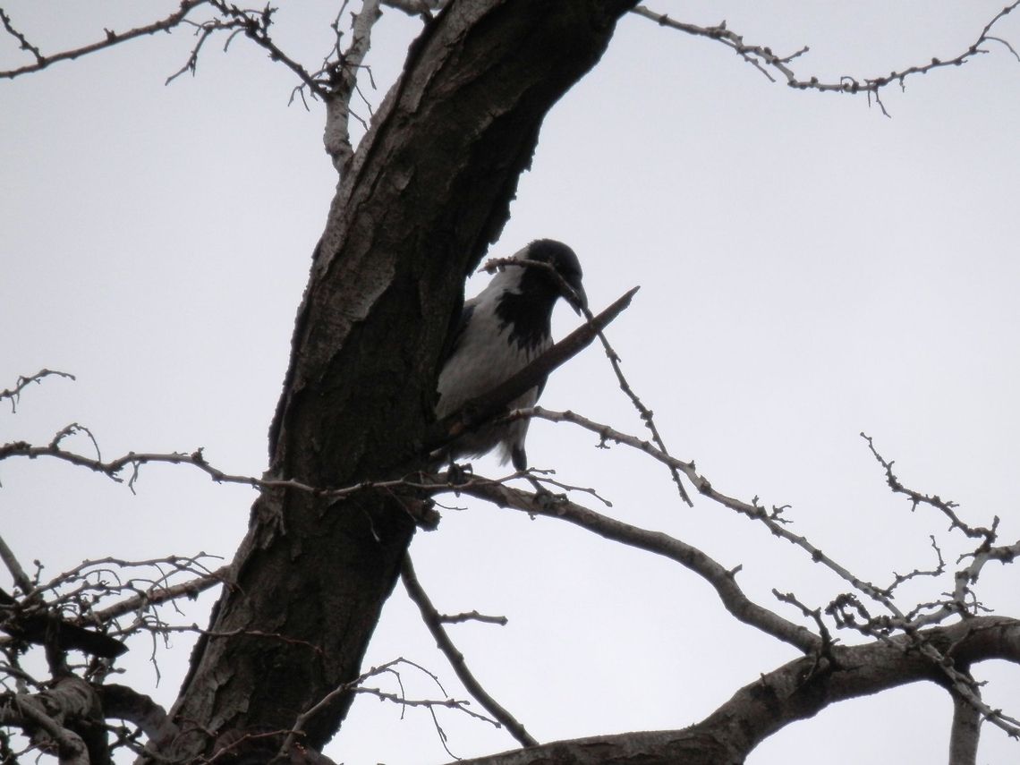 Hooded Crow building a nest  Bulgaria,Corvus cornix,Geotagged,Hooded Crow