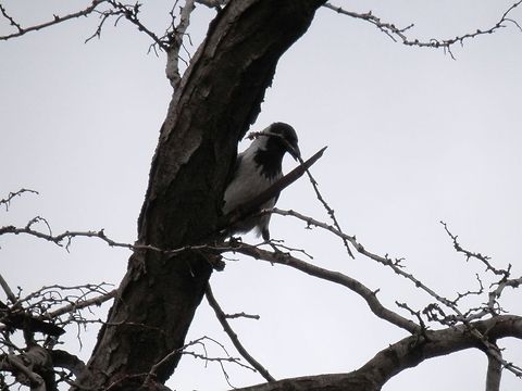 Hooded Crow building a nest  Bulgaria,Corvus cornix,Geotagged,Hooded Crow